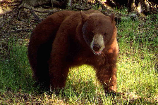 Trail Safety for Bear Encounters and Attacks
