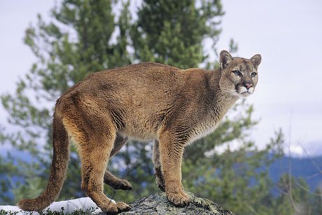 Trail Safety for Mountain Lion Encounters and Attacks