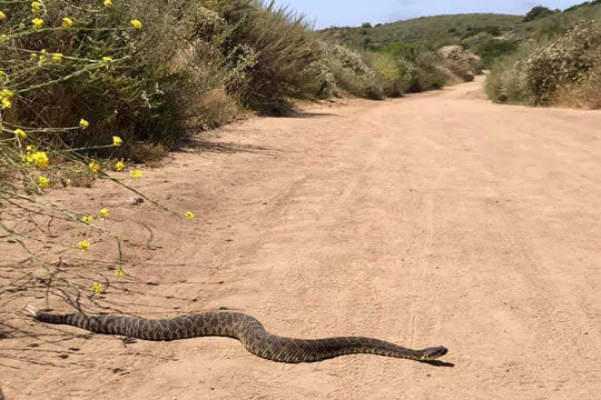 Trail Safety for Snake Encounters and Snake Bites